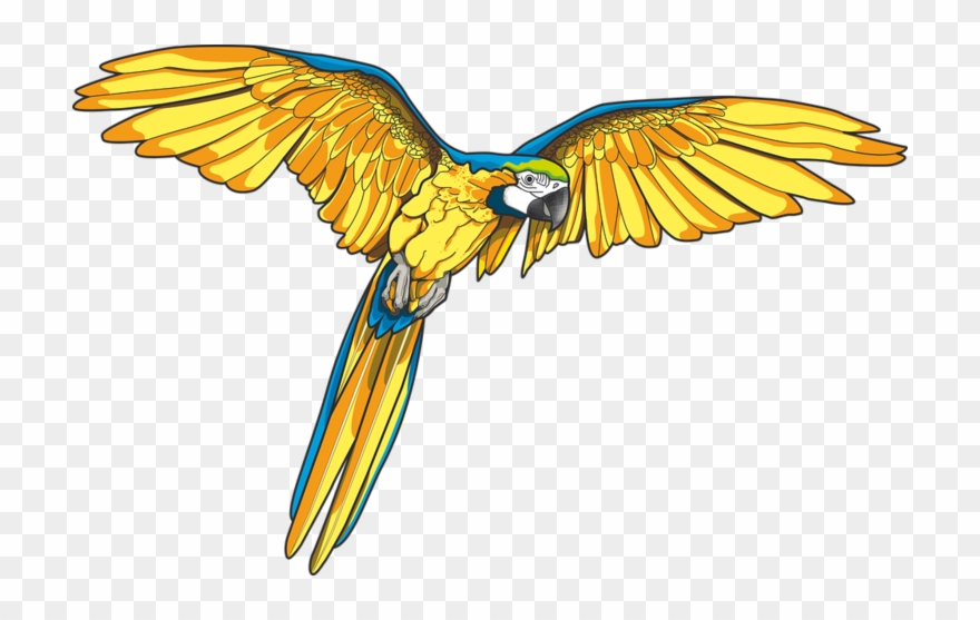 Forgetmenot Birds Parrots - Blue And Yellow Macaw Art Clipart