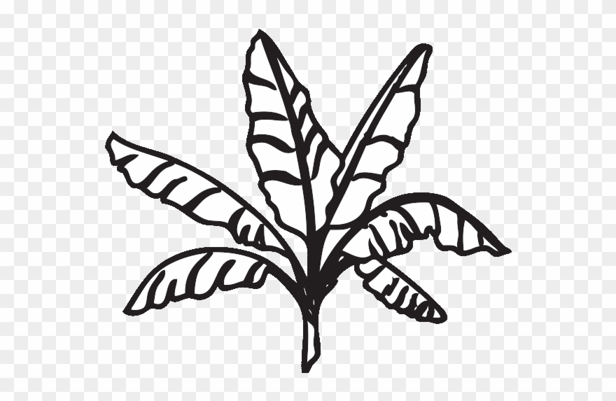 Functions & Events - Outline Of Banana Flower Clipart