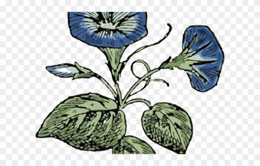 Morning Glory Clipart Vegetable - Boss Day Gift Tag - Png Download