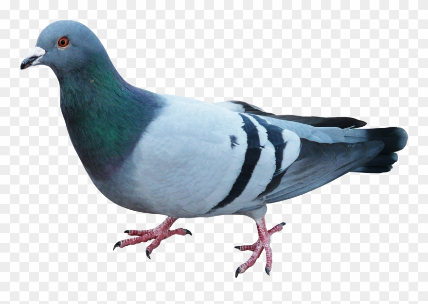 Disney Princess Images Pigeon 3 Hd Wallpaper And Background - Release Dove Clipart