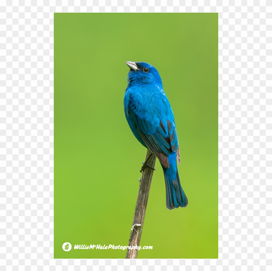 Png V - Indigo Bunting Clipart
