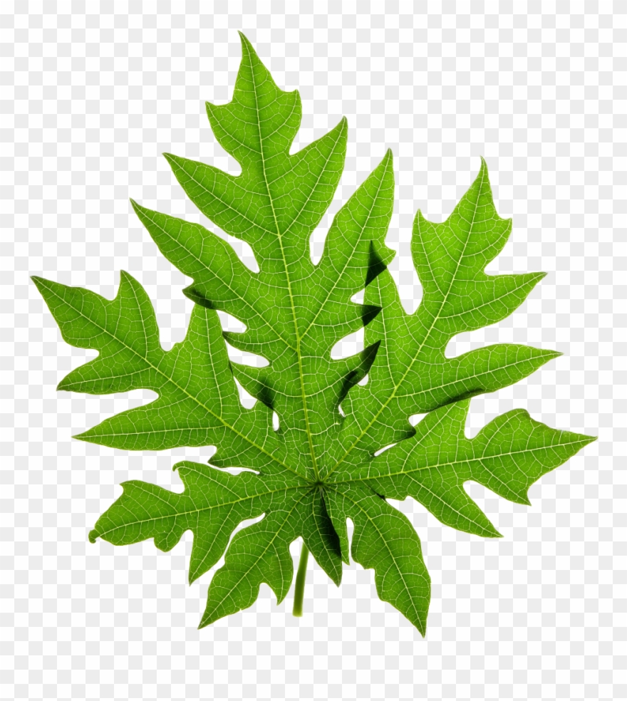 Papaya Stock Photography Clip Art - Chikungunya Treatment In Hindi - Png Download