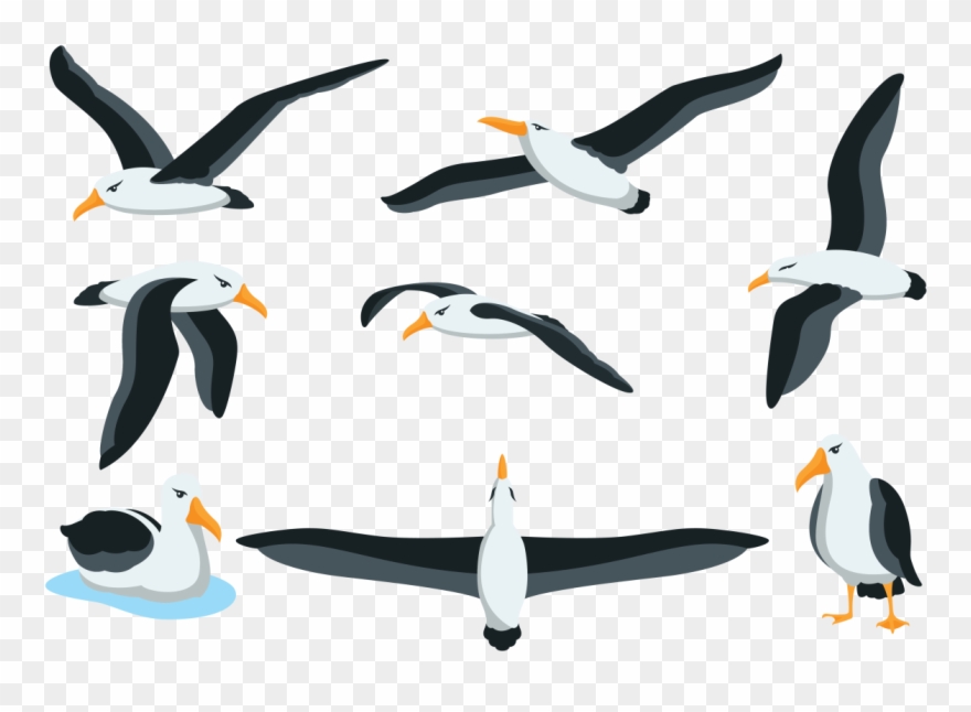 Albatross Clipart Beach - Animal Low Albatros - Png Download