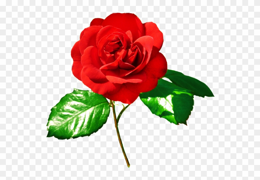 Rose Image Red Rose - Red Rose With Leaves Png Clipart