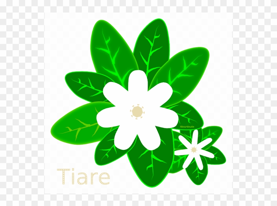 Le Tiaré Peut Également Pousser En Métropole, Comme - Gardenia Taitensis Clipart