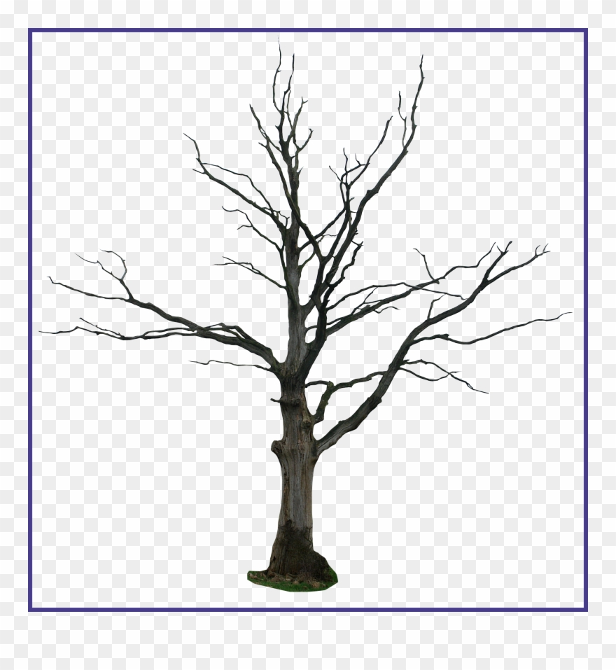 Picture Royalty Free Stock Stunning Dead Tree Cartoon - Dead Tree Drawing Clipart