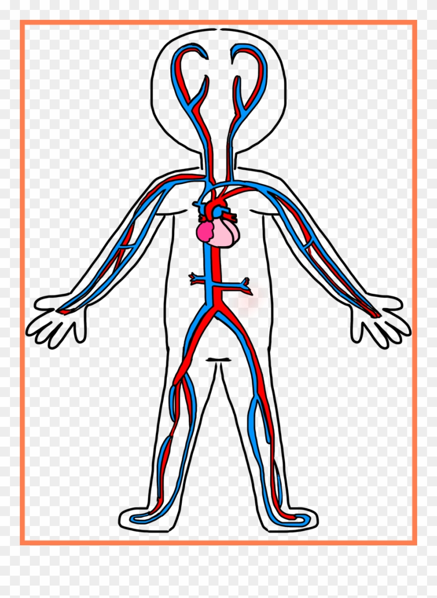 Picture Transparent Download Unbelievable Circulatory Clipart