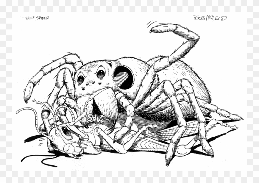 Drawn Spider Cartoon - Spider Cartoon Sketch Clipart