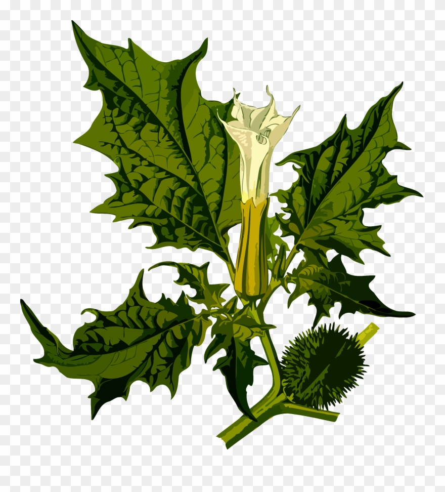 Big Image - Devil's Snare Clip Art - Png Download