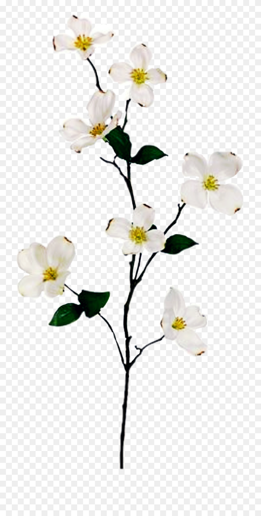Report Abuse - Silk Plants Direct Dogwood Spray - Cream - Pack Clipart