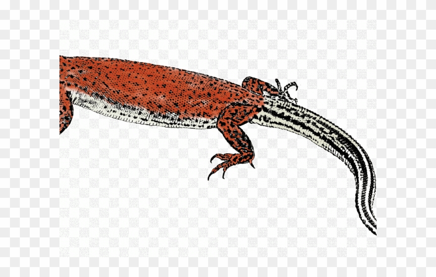 Monitor Lizard Clipart Newt - Monitor Lizard - Png Download