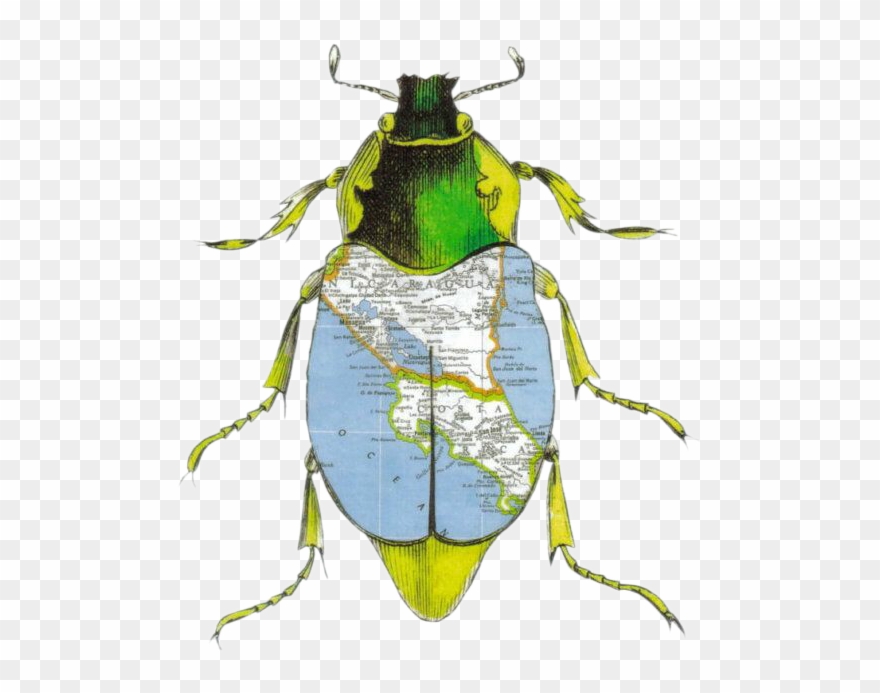 Beetle Collages Clipart