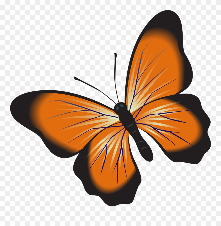Butterfly,orange,clip - Png Download