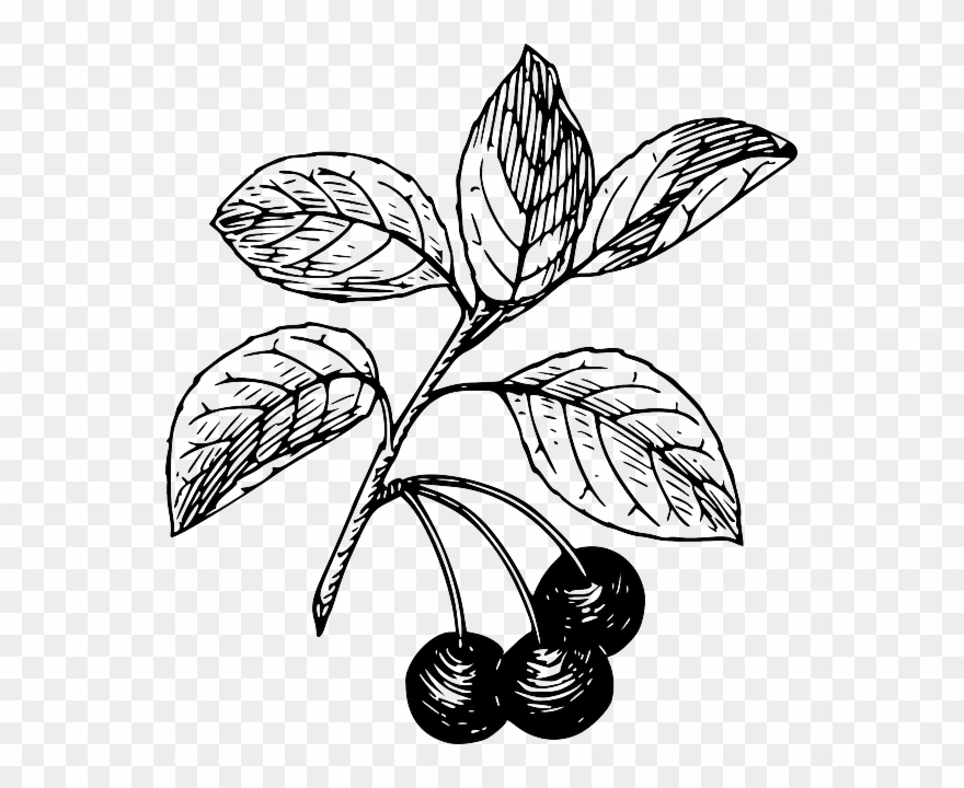 Free Pictures Plant - Cherry Clip Art - Png Download