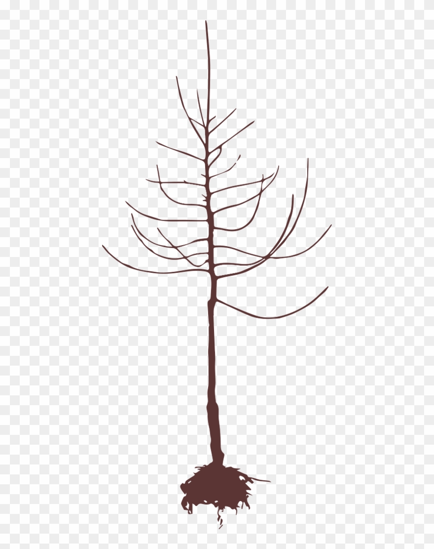 Apple Trees Every Year Clipart