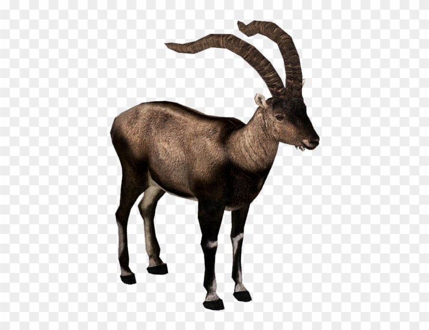 Pyrenean Ibex Download - Pyrenean Ibex Png Clipart