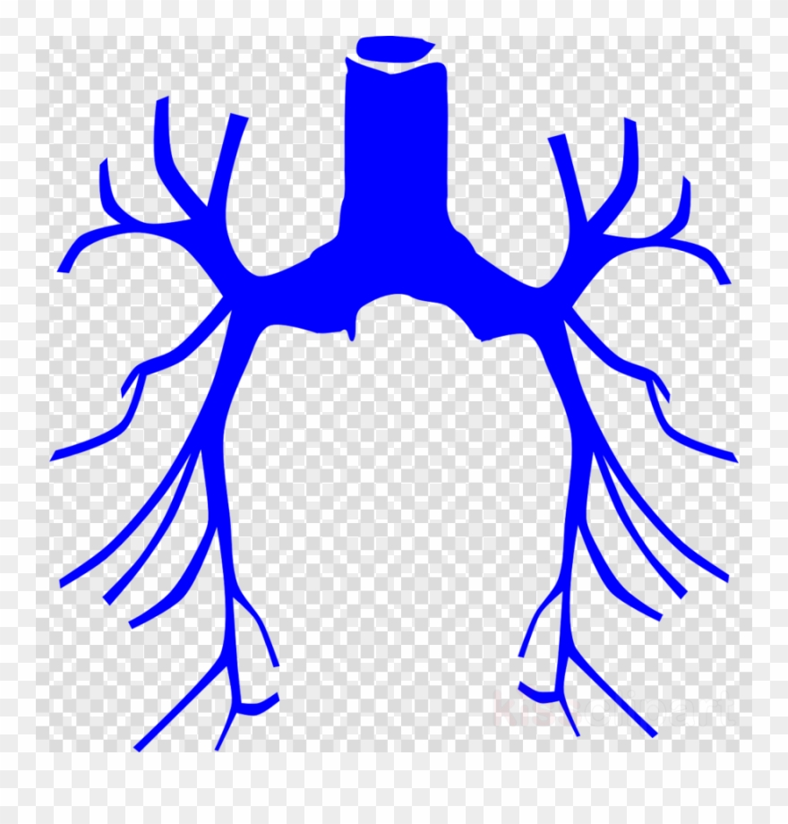 Animal Lung Clipart - Png Download