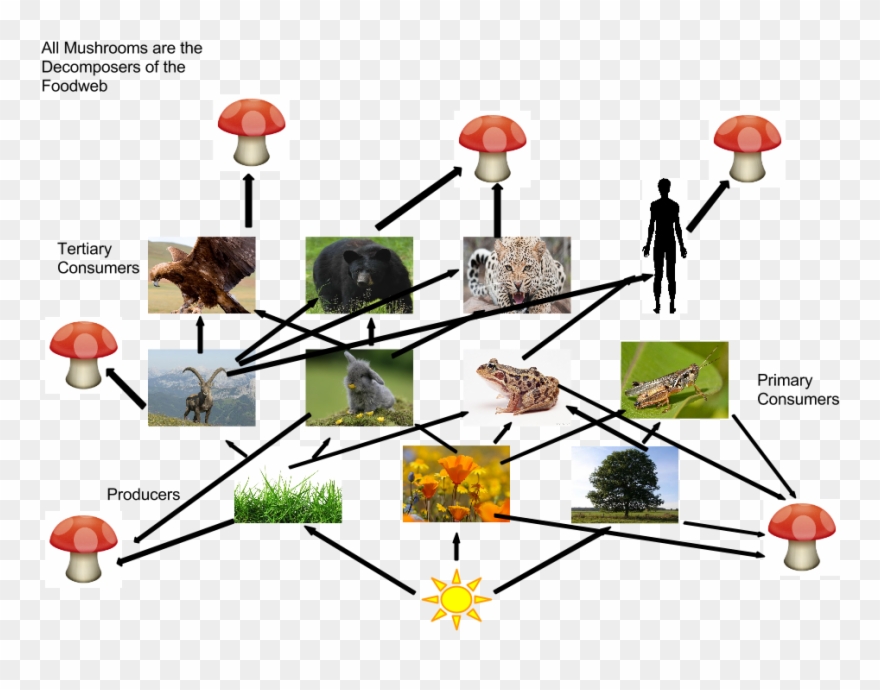 The Alpine Ibex - Agaricaceae Clipart