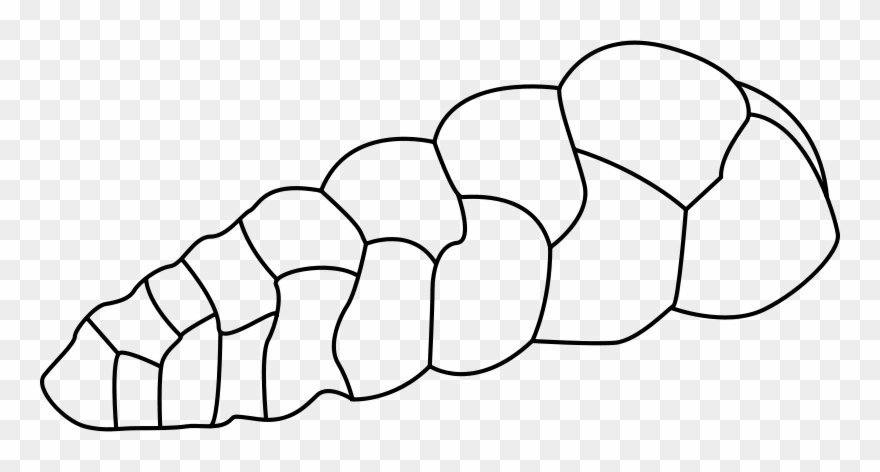 Free Tabulata Coral Free Brachiopoda Free Foraminifera - Foraminifera Drawing Clipart