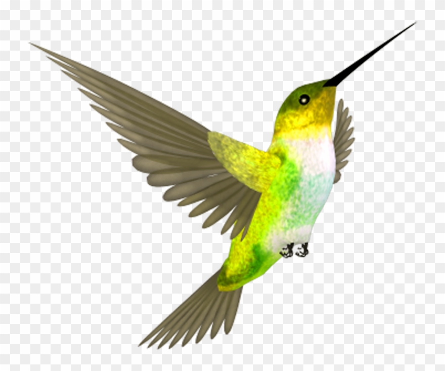 Hummingbird Png Clipart