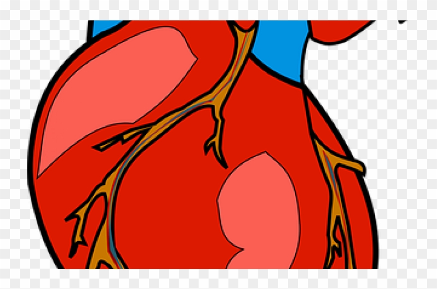 Edwards Only Has One Focus And That's A Good Thing - Human Heart Clipart Png Transparent Png