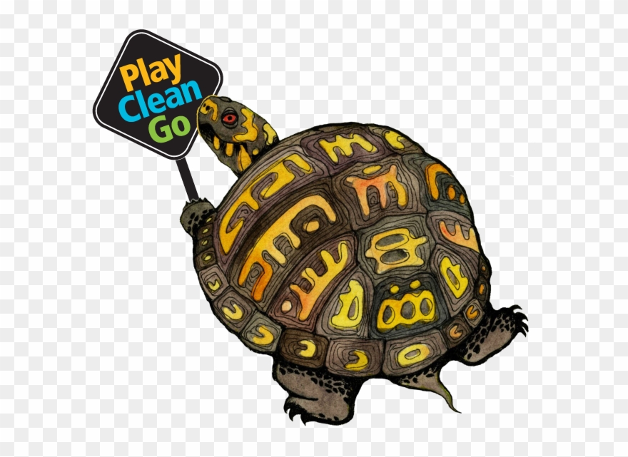 Free Land Turtle Clipart - Play Clean Go - Png Download