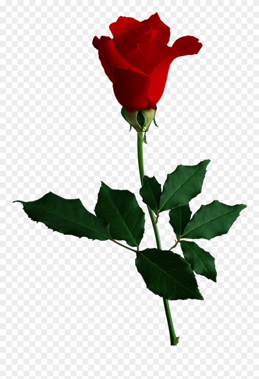 Full Face Beard Transparent Background ~ Free Png Images - Rose With No Background Clipart