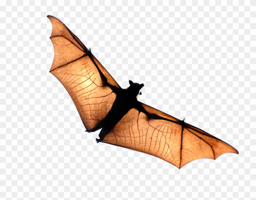 Flying Bat Clipart