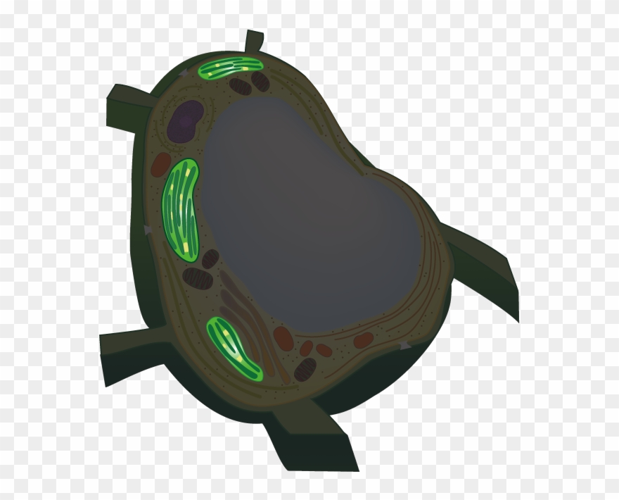 Move A Cursor On Each Organelle To Show A Fluorescence - Vacuoles Transparent Clipart