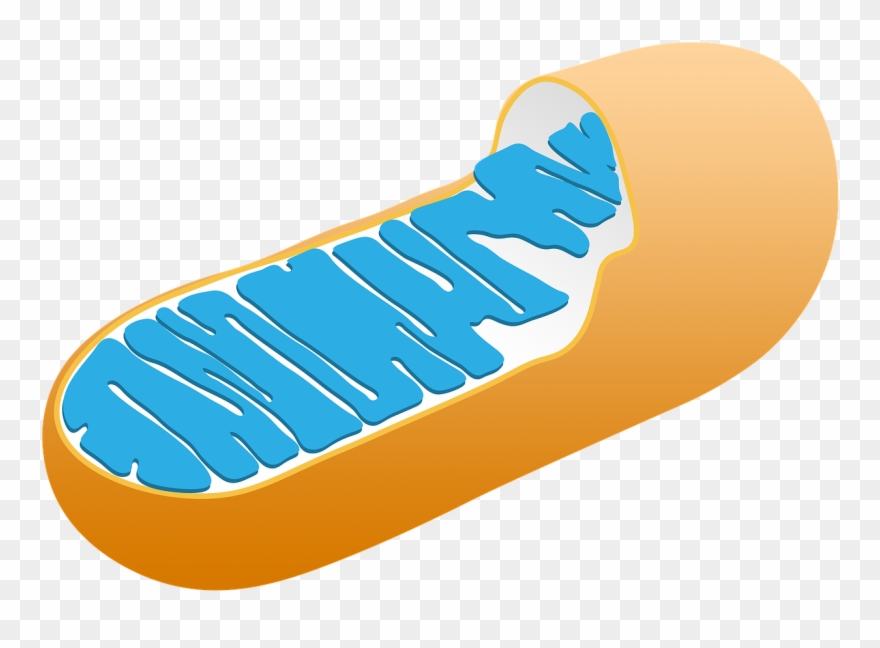 Mitochondrial Dna Mutations That Result In Poorly Functioning - Mitochondria Function Clipart