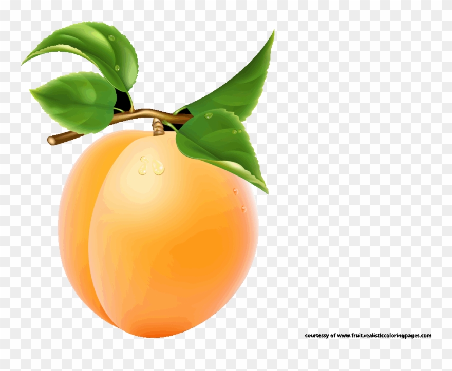 Downloads 7 Apricot Royalty Free Clipart - Png Apricopt Transparent Png