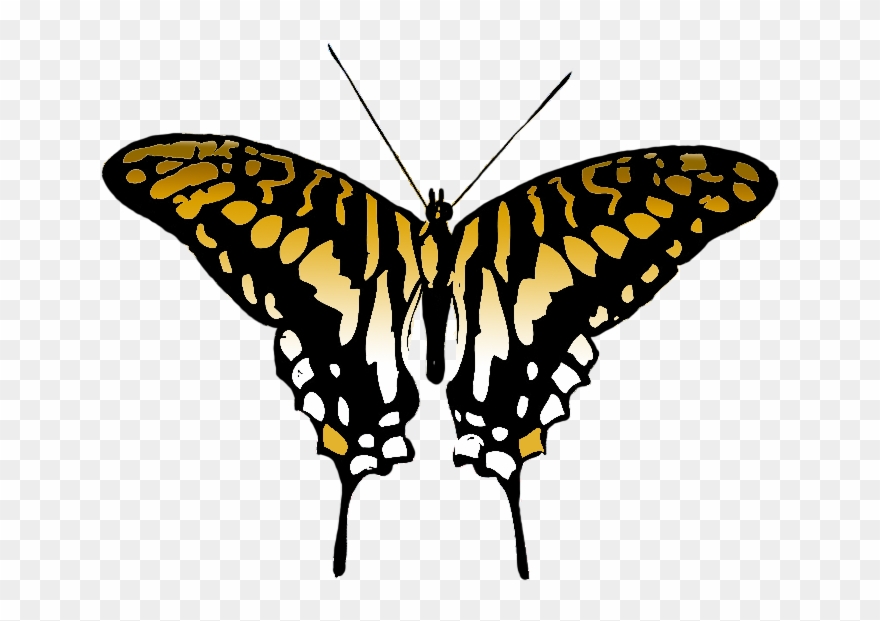 Butterfly Clipart - - Supplier Generic Exotic Butterflies 1866 Ucalegon Et - Png Download