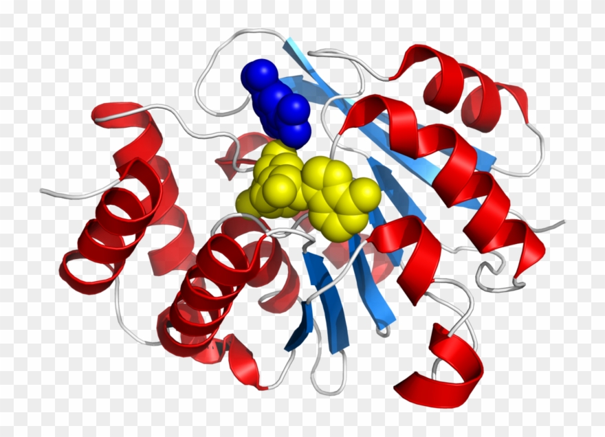 Comt Enzyme Structure - Catechol O Methyltransferase Clipart