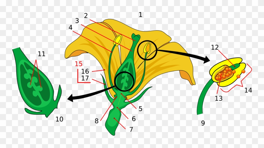 Open - Parts Of A Flower Clipart