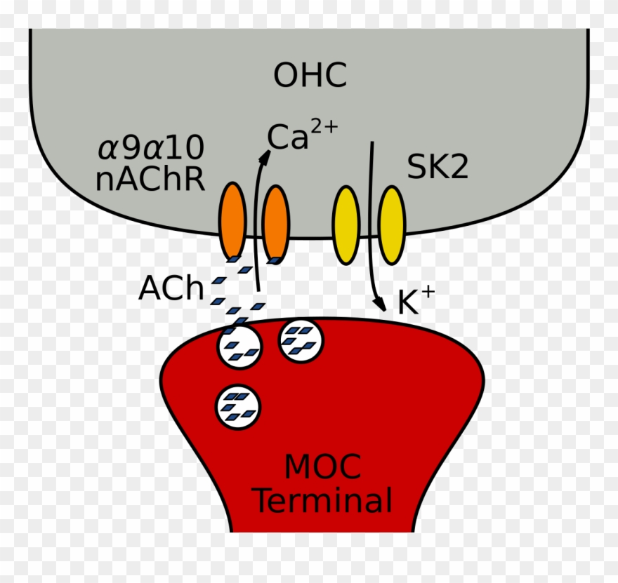 Moc Fibers And The Cholinergic Synapse Onto Ohcs In - Moc Ohc Synapse Clipart