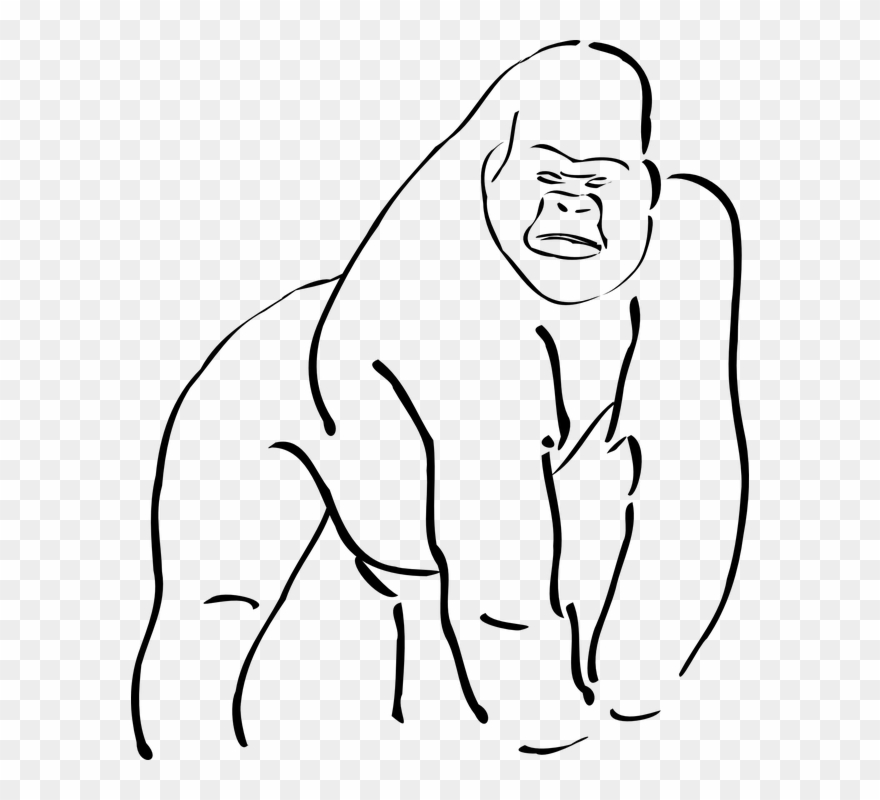 Ape Clipart - Cross River Gorilla Outline - Png Download