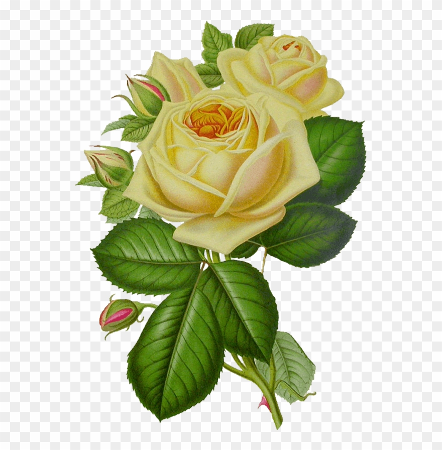 White Rose Vintage - Vintage Green Flowers Png Clipart