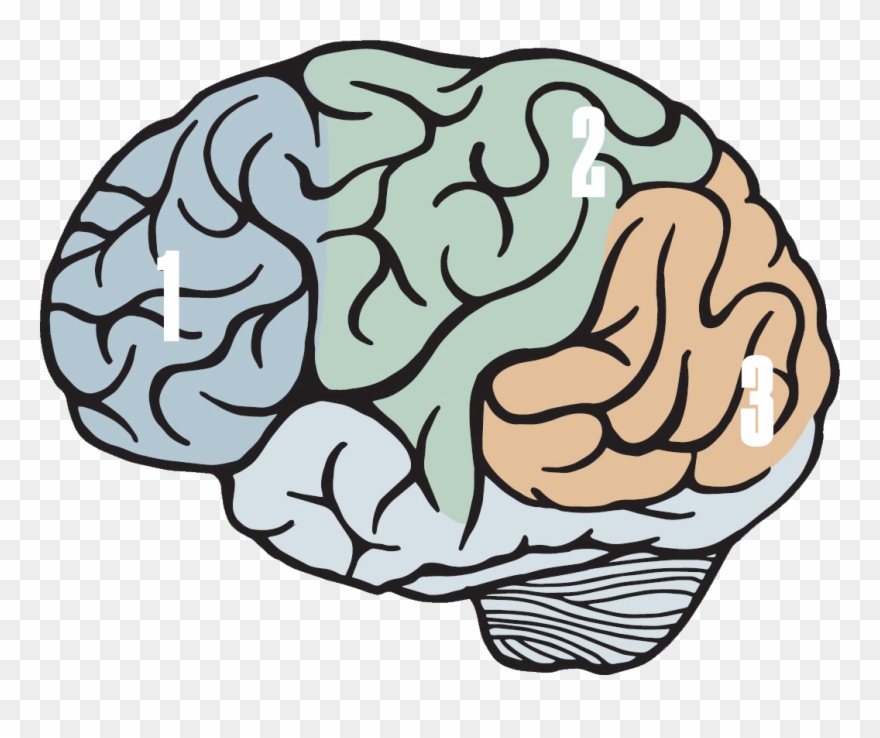 Ptsd And The Brain - Magazine Clipart