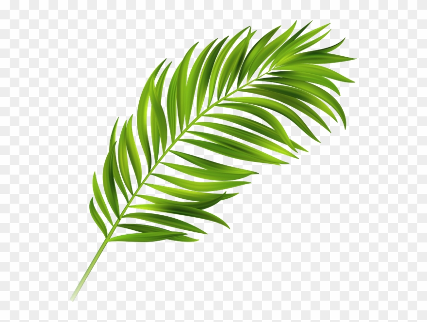 Image Result For Palm Leaves - Ветка Пальмы Пнг Clipart