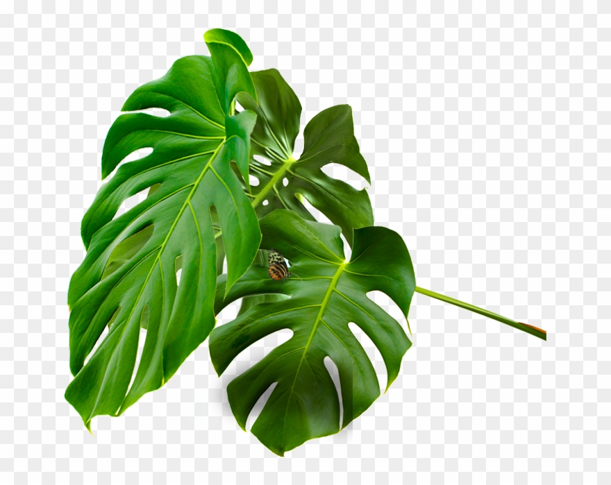 Join Us Adventure Awaits - Swiss Cheese Plant Clipart