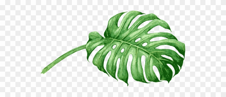 Adults Our Collective Of Crafts People Can - Transparent Swiss Cheese Plant Clipart