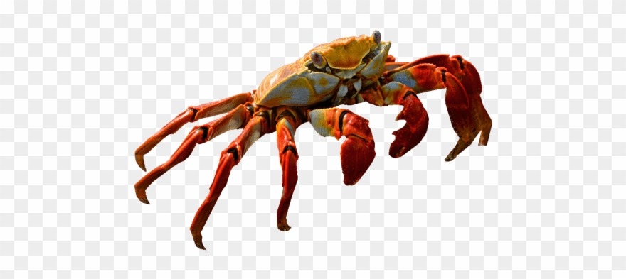 Free Png Red Crab Standing Png Images Transparent - Christmas Island Red Crab Png Clipart