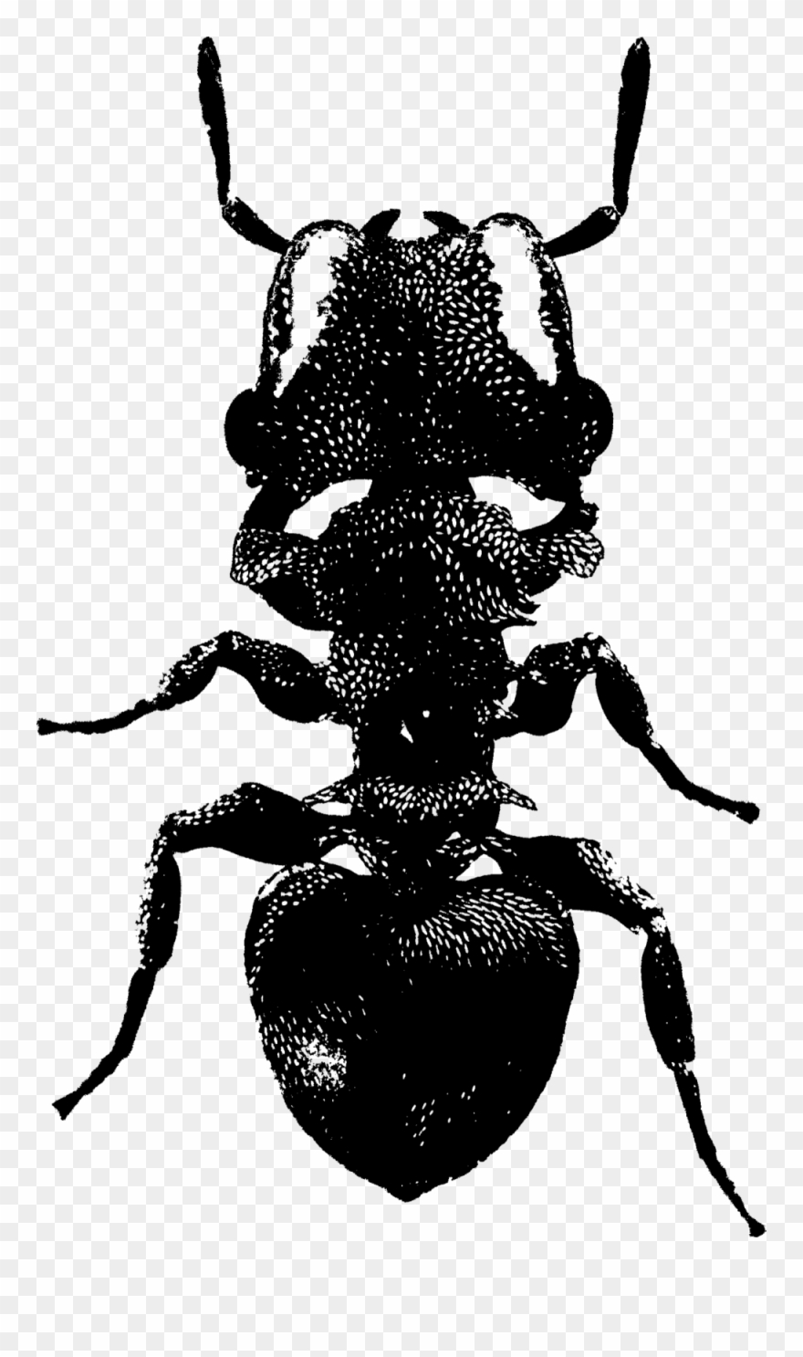 The Powell Lab Clipart