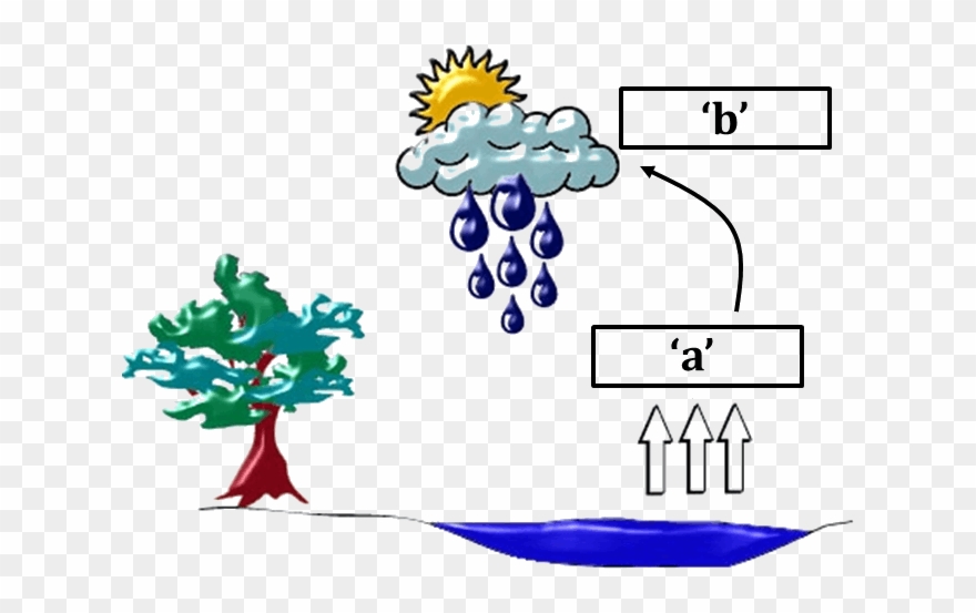 Diagram Of Water Cycle - Does Temperature Affect The Water Cycle Clipart