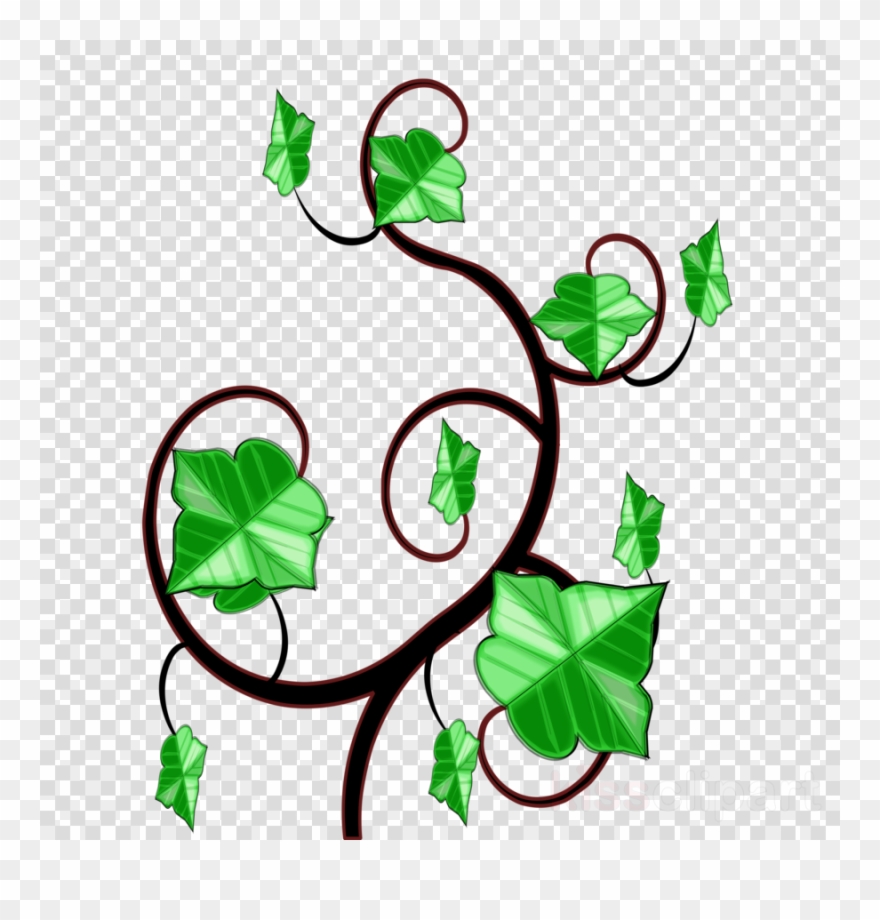 Ivy Clipart Clip Art - Vines Ivy Drawing - Png Download