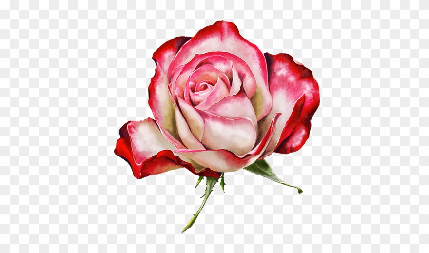 Roses And Flowers - Flower Clipart