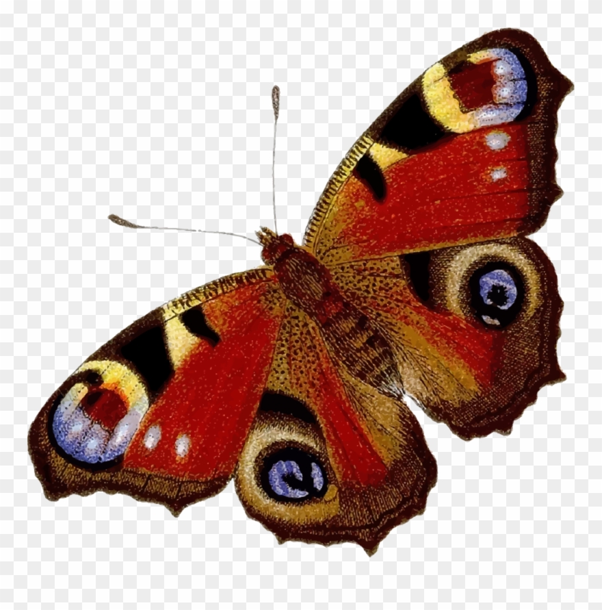 Peacock Butterfly Clipart