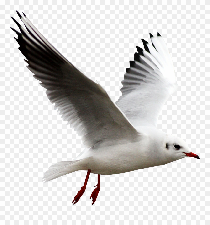 Diseño Aves, Animales, Clipart, Polyvore - Чайка Пнг - Png Download