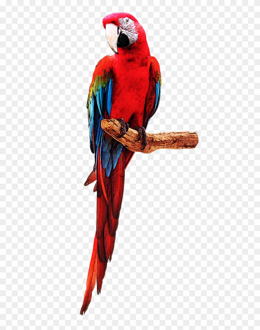 Bonuscursos - Com - Red-and-green Macaw Clipart