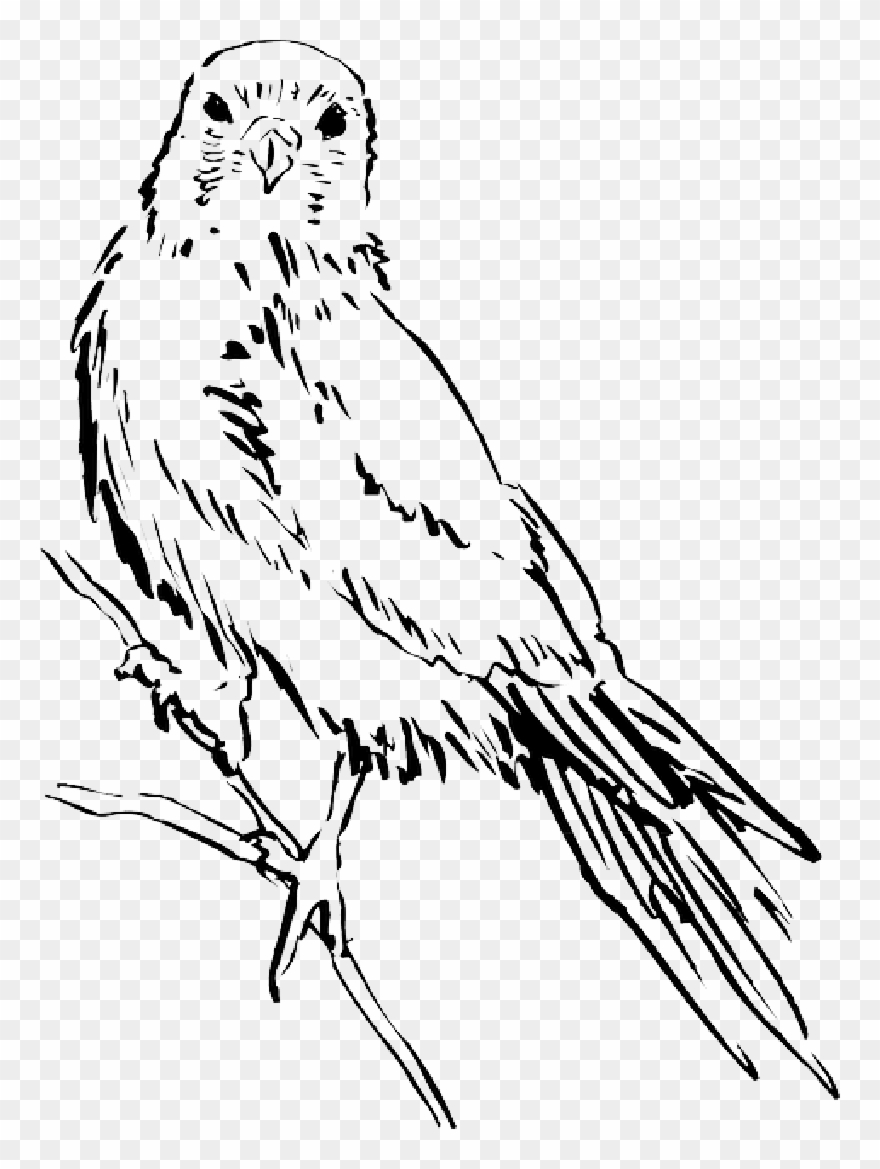 Drawing, Bird, Wings, Animal, Staring, Feathers - Рисунки Птиц Clipart